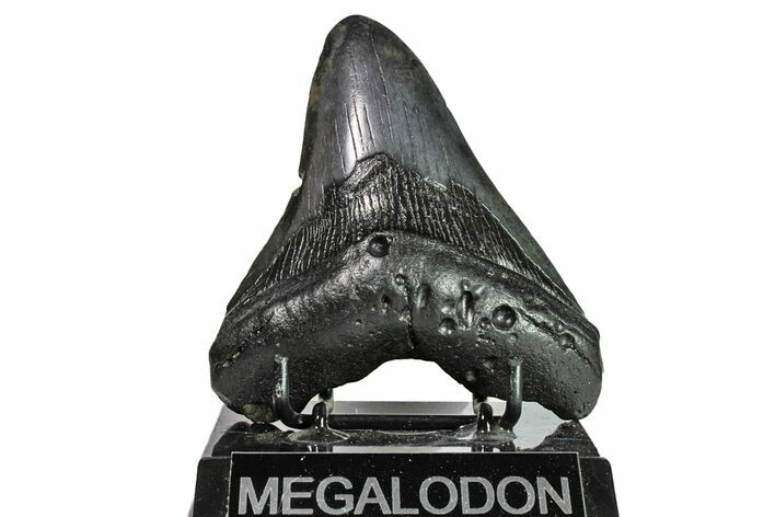 Bargain, Fossil Megalodon Tooth - Georgia #151574